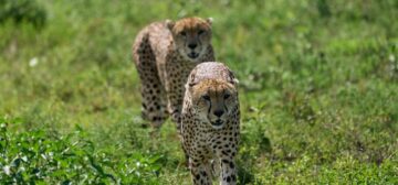 Ngorongoro Crater