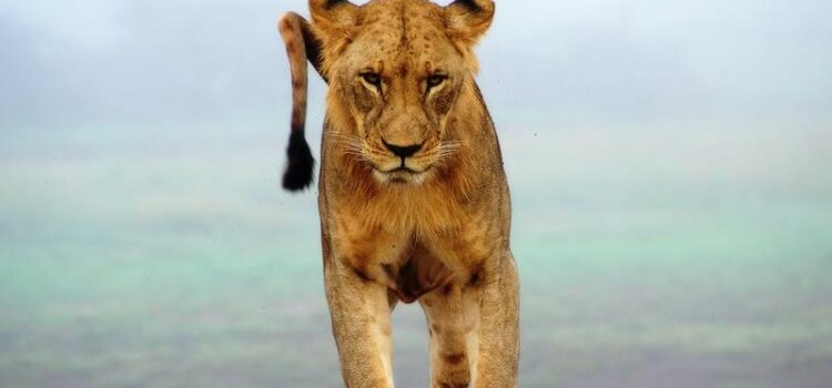 Tsavo West National Park