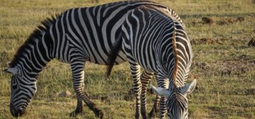 South Africa, Namibia and Botswana Tour