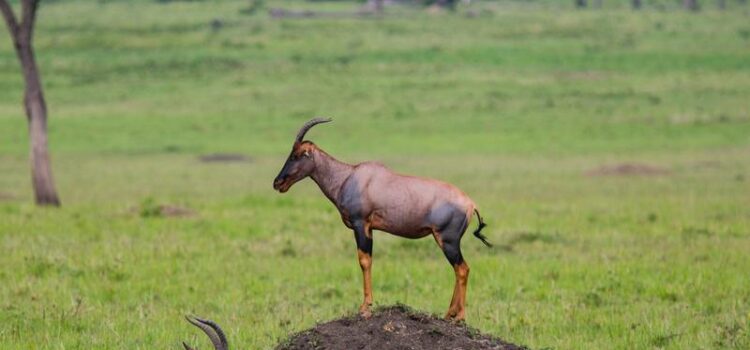 Masai Mara National Reserve