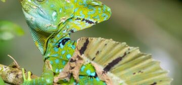 Tortuguero