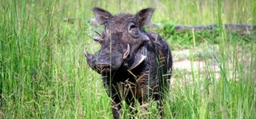 South Luangwa National Park