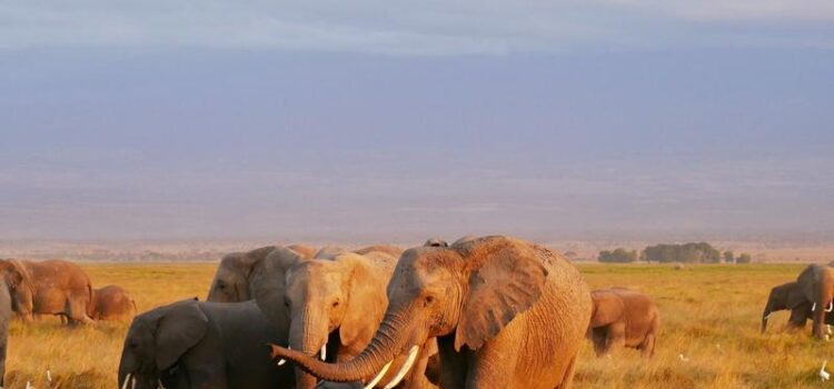 Murchison Falls National Park