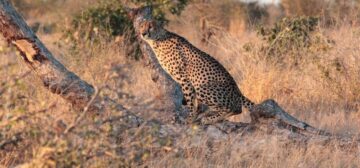 Kruger National Park