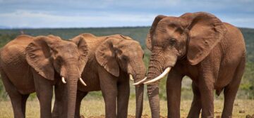 Addo Elephant National Park