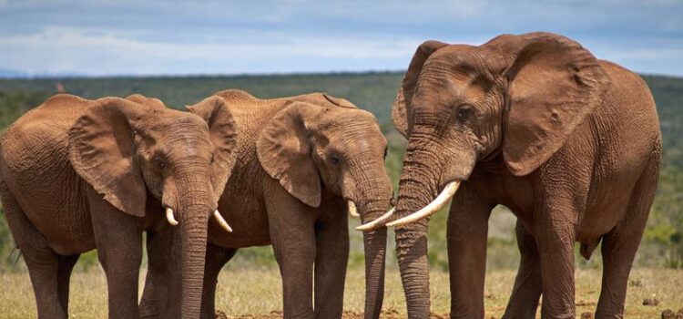 Addo Elephant National Park